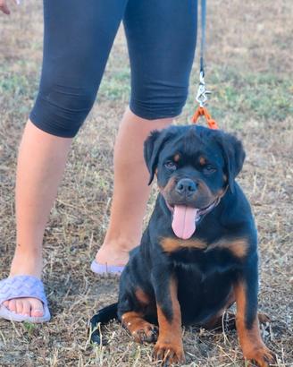 Cuccioli Rottweiler