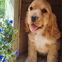 Cocker spaniel inglesi con PEDIGREE