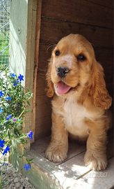 Cocker spaniel inglesi con PEDIGREE