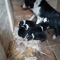 Cuccioli di border collie