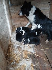Cuccioli di border collie
