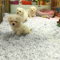 Cuccioli di maltese