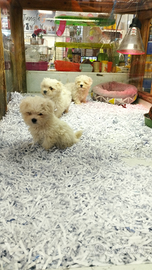 Cuccioli di maltese