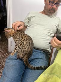 Bengala maschi e femmine