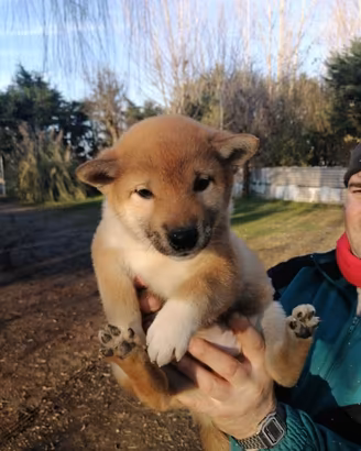 Disponibili cucciole di Shiba Inu femmine - 2 mes
