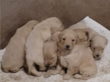 Cuccioli goldendoodle