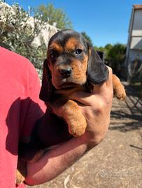 Cuccioli Beagle/Dachsbracke