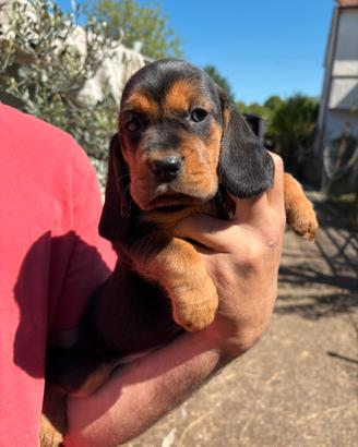 Cuccioli Beagle/Dachsbracke