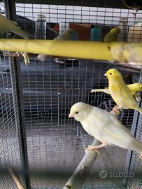 animali