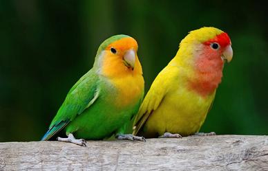 Pappagallini inseparabili coppia