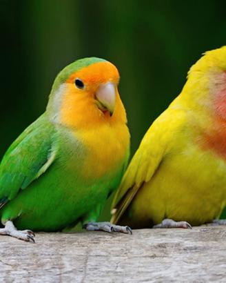 Pappagallini inseparabili coppia