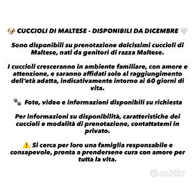 Cuccioli di Maltese