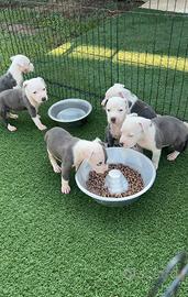 Amstaff blu occhi blu pedigree enci