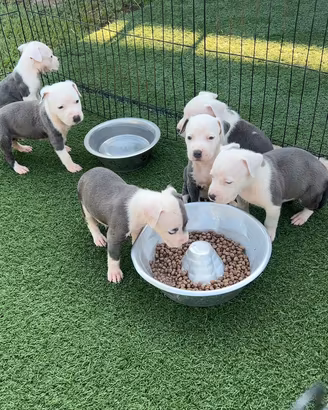 Amstaff blu occhi blu pedigree enci