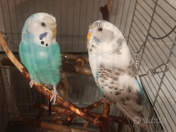 Giovane coppia di Cocorite