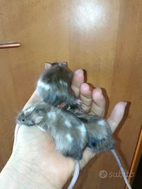 Mus musculus