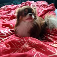 Chihuahua monta