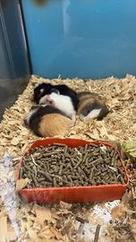 Porcellini d'india baby