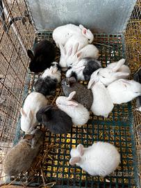 Conigli di 1 mese