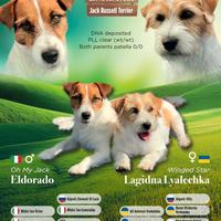 Jack Russell Terrier Cuccioli