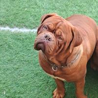 Dogue de bordeaux
