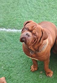 Dogue de bordeaux