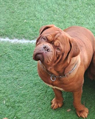Dogue de bordeaux