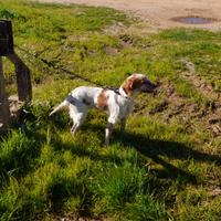 Cane breton