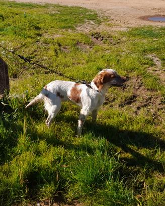 Cane breton