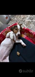 Jack Russell