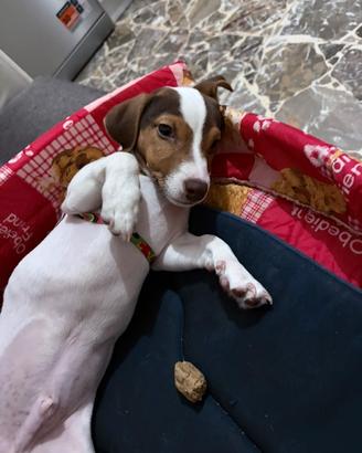 Jack Russell