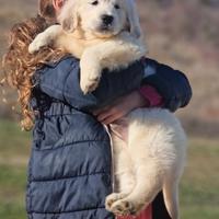 Cuccioli di Golden Retriever - Marina Lab