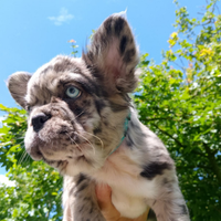 Bulldog francese Fluffy