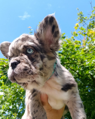 Bulldog francese Fluffy