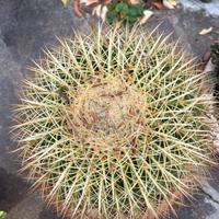 Pianta grassa echinocactus grusonii