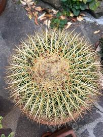 Pianta grassa echinocactus grusonii