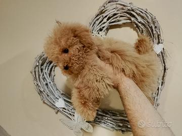 Barboncina toy fulva