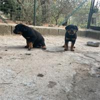 Cane rottweiler