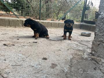 Cane rottweiler