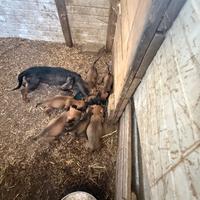 Bassotto tedesco pelo liscio