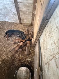 Bassotto tedesco pelo liscio