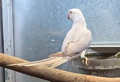 Pappagalli giocherelloni