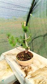 bonsai di pinus pinea 