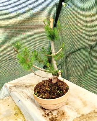bonsai di pinus pinea 