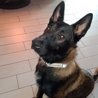 Vedo cane malin di 6mesi