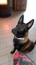 Vedo cane malin di 6mesi