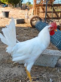 Gallo