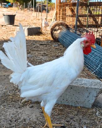 Gallo