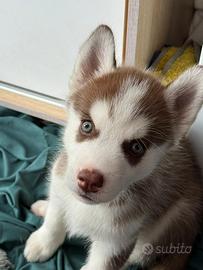 Cuccioli di husky con pedigree di alta genealogia