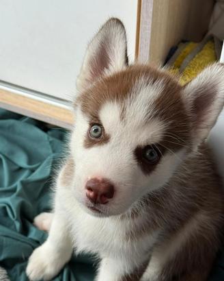 Cuccioli di husky con pedigree di alta genealogia